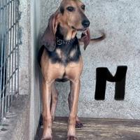 Cuccioloni segugio italiano