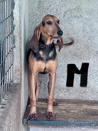 Cuccioloni segugio italiano