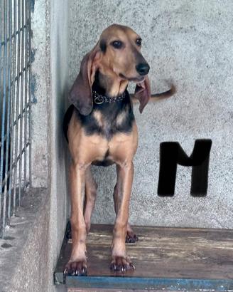 Cuccioloni segugio italiano