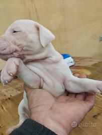 Cuccioli di dogo argentino