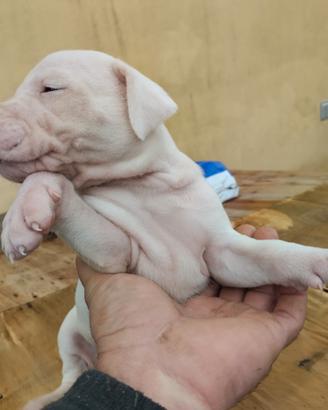 Cuccioli di dogo argentino