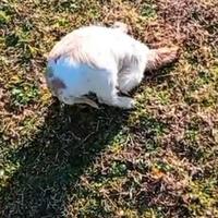 Cocker spaniel da tartufo