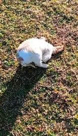 Cocker spaniel da tartufo