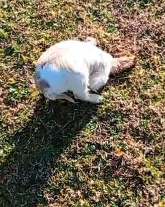 Cocker spaniel da tartufo