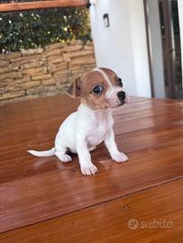 Jack russel toy