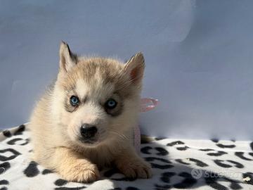 Siberian Husky di Casa Santangelo