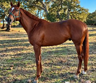 Cavallo Maschio Puro Sangue Inglese