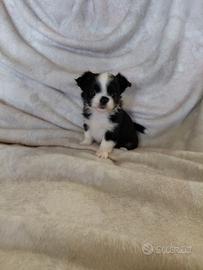 Chihuahua toy