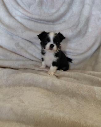 Chihuahua toy
