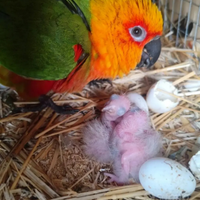 Pulli conuro jandaya