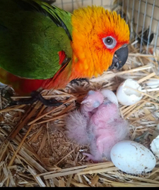 Pulli conuro jandaya