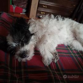 Cucciola di Jack Tzu