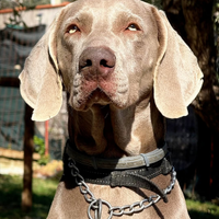 Maschio Weimaraner Stallone disponibile per monta