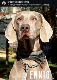 Maschio Weimaraner Stallone disponibile per monta