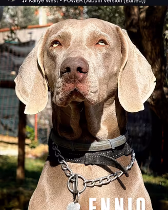 Maschio Weimaraner Stallone disponibile per monta