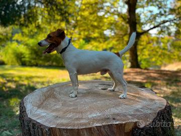 Jack Russel Terrier Maschio per Accoppiamento