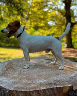 Jack Russel Terrier Maschio per Accoppiamento