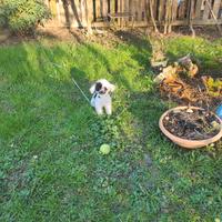 Oreo barboncino mini Toy maschietto