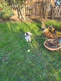 Oreo barboncino mini Toy maschietto