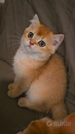 meravigliosi cuccioli british shorthair pedigree 