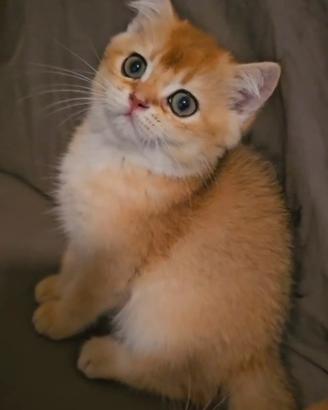meravigliosi cuccioli british shorthair pedigree 