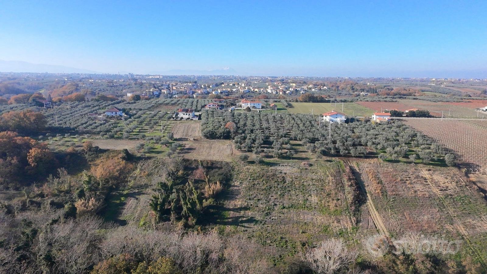 Ampio terreno agricolo di 3,2 Ettari con Uliveto - Vista 5