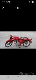 Lodola 235