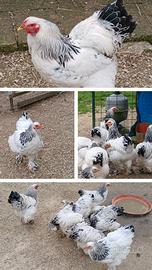 Brhama Columbia Bianco