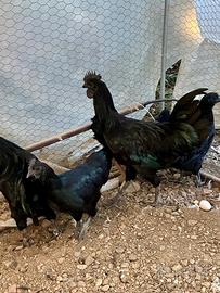 Cemani e morosete