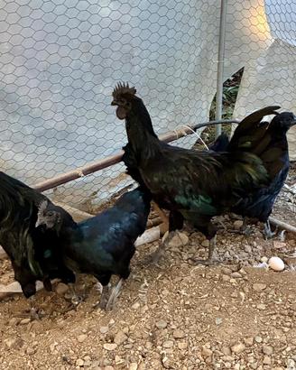 Cemani e morosete