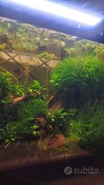 Muschio piangente (weeping Moss)