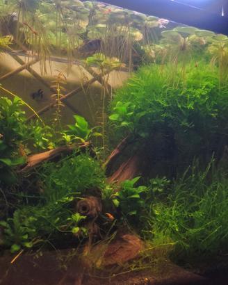 Muschio piangente (weeping Moss)