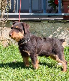 Jagd terrier