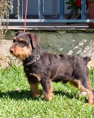 Jagd terrier