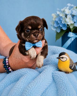 Due maschietti di chihuahua