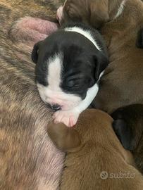 Pitbull