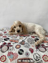 Cocker Spaniel