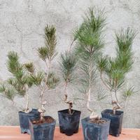 Pino nero giapponese