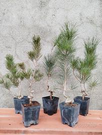 Pino nero giapponese