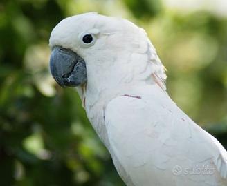 Maschio alba