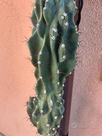 Splendido Cactus