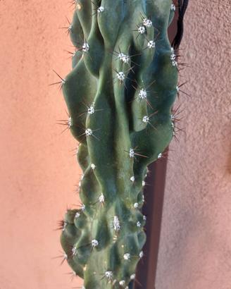Splendido Cactus