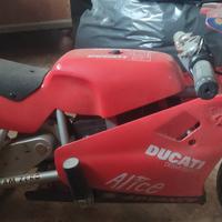 minimoto ducati