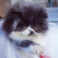 Cicciolo di Gatto Persiano