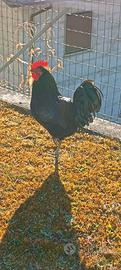 Gallo