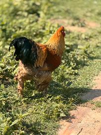 Gallo Brahama