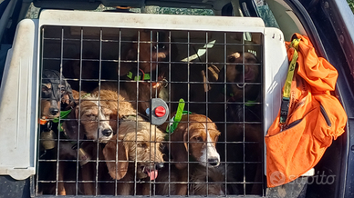 Segugio dell' Appennino