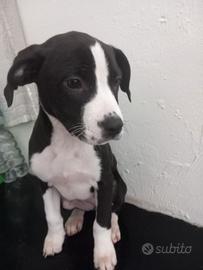 Cucciola di reed nous e simil labrador