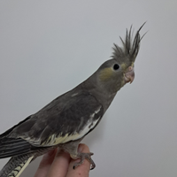 Pappagallo calopsite