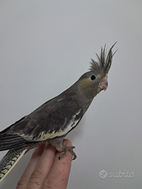 Pappagallo calopsite